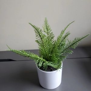Fake fern